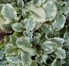 Живучка ползучая «Золотое Сияние» (Ajuga reptans «Golden Glow»)