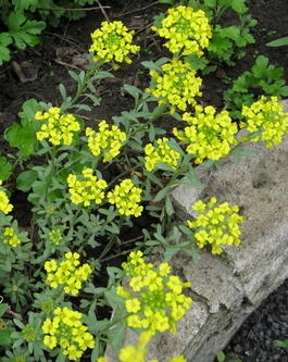 Алиссум скальный (Alyssum saxatile)