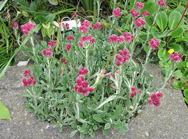 Кошачья лапка двудомная «Rubra» (Antennaria dioica «Rubra»)