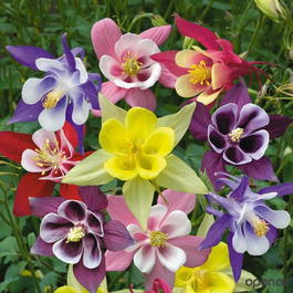 Аквилегия гибридная «Гигант МАК КАНА» (Aquilegia hybrida «McKana's Giant»)