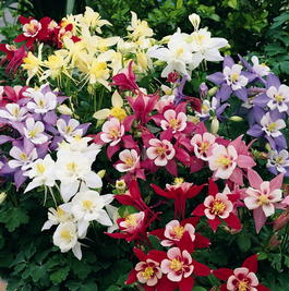 Аквилегия гибридная Бидермейер (Aquilegia hybrida nana Biedermeier mixed)