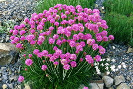 Армерия приморская (Armeria maritima)