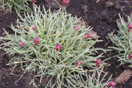 Армерия приморская «Nifty Thrifty» (Armeria maritima «Nifty Thrifty»)