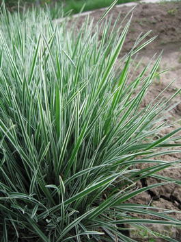 Райграс луковичный или клубеньковый (Arrhenatherum elatius subsp. bulbosum variegatum)