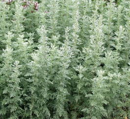Полынь понтийская (Artemisia pontica)