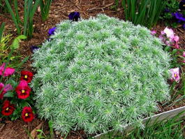 Полынь Шмидта «Nana» (Artemisia schmidtiana «Nana»)
