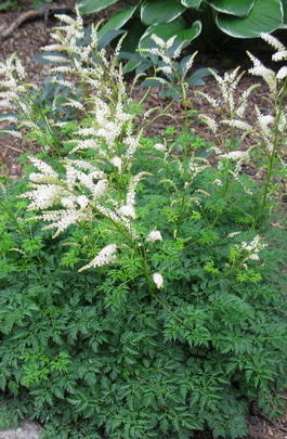 Волжанка (арункус) кокорышелистная (Aruncus aethusifolius)