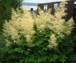 Волжанка двудомная (Aruncus dioicus)
