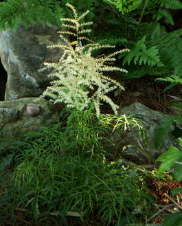 Арункус двудомный Кнайфи (Aruncus dioicus Kneiffii)