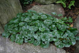 Копытень европейский (Asarum europaeum)