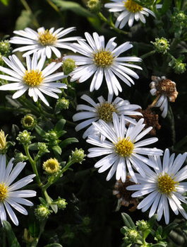 Астра агератовидная «Ashvi» (Aster ageratoides «Ashvi»)