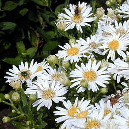 Астра агератовидная «Старшайн» (Aster ageratoides «Starshine»)