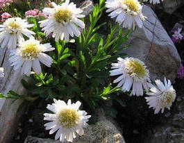 Астра альпийская «Albus» (Aster alpinus «Albus»)