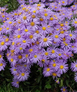 Астра итальянская или ромашковая (Aster amellus)