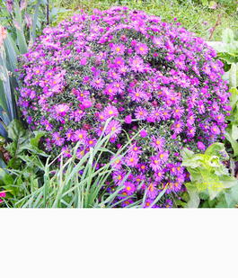 Астра кустарниковая (Aster dumosus)