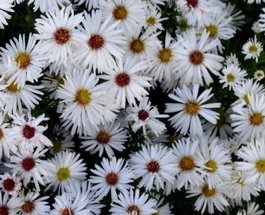 Астра кустарниковая «Apollo» (Aster dumosus «Apollo»)