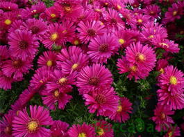 Астра кустарниковая «Jenny» (Aster dumosus «Jenny»)