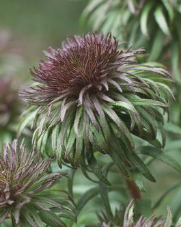 Астра новоанглийская «Ann Leys» (Aster novae-angliae «Ann Leys»)