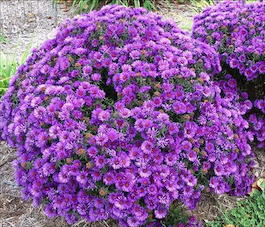 Астра новоанглийская «Purple Dome» (Aster novae-angliae «Purple Dome»)