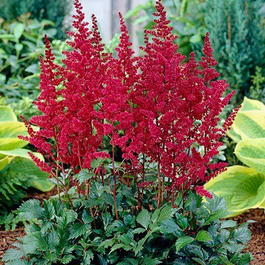 Астильба Арендса «Бургунди Ред» (Astilbe Arendsii «Burgundy Red»)