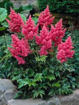 Астильба Арендса «Darwin's Dream» (Astilbe arendsii «Darwin's Dream»)