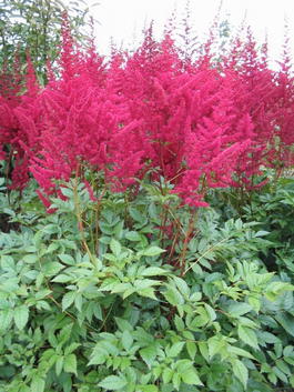 Астильба Арендса «Глют» (Astilbe arendsii «Glut»)