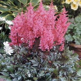 Астильба Арендса «Lollypop» (Astilbe arendsii «Lollypop»)