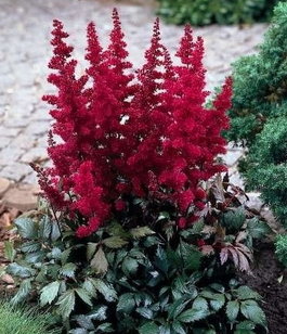 Астильба Арендса «Фанал» (Astilbe arendsii «Fanal»)