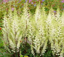 Астильба китайская «Happy Spirit» (Astilbe chinensis «Happy Spirit»)