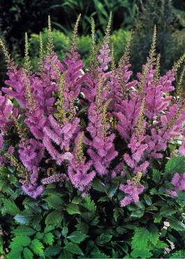 Астильба китайская «Пумила» (Astilbe chinensis «Pumila»)