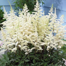 Астильба гибридная «Каппучино» (Astilbe hybrids «Cappuccino»)