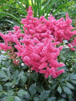 Астильба японская «Кельн» (Astilbe japonica «Koln»)