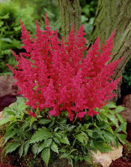 Астильба японская «Montgomery» (Astilbe japonica «Montgomery»)