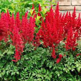 Астильба японская «Red Sentinel» (Astilbe japonica «Red Sentinel»)