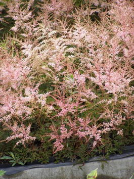 Астильба простолистная «Sprite» (Astilbe simplicifolia «Sprite»)