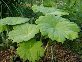 Астильбоидес пластинчатый (Astilboides tabularis)