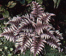 Кочедыжник ниппонский «Ursula’s Red» (Athyrium niponicum «Ursula’s Red»)