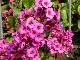 Бадан сердцелистный (Bergenia cordifolia)