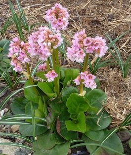 Бадан гибридный «Baby Doll» (Bergenia hybride «Baby Doll»)