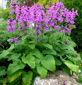 Буквица лекарственная, или стахис лекарственный (Betonica officinalis & Stachys officinalis)