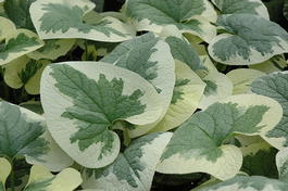 Бруннера крупнолистная «Dawson's White» (Brunnera macrophylla «Dawson's White»)