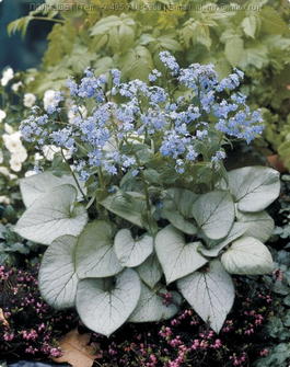 Бруннера крупнолистная «Looking Glass» (Brunnera macrophylla «Looking Glass»)