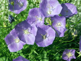 Колокольчик карпатский (Campanula carpatica)