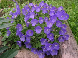 Колокольчик карпатский голубой (Campanula carpatica blue)