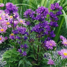 Колокольчик скученный «Гномик» (Campanula glomerata «Dwarf»)