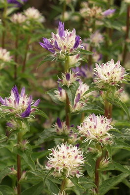 Колокольчик скученный «Twisterbell» (Campanula glomerata «Twisterbell»)