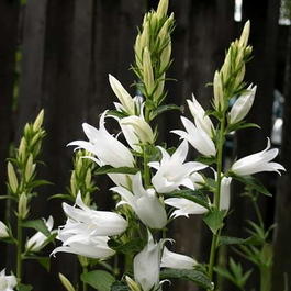 Колокольчик широколистный «Гейзер» (Campanula latifolia «Geyser»)