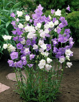 Колокольчик персиколистный «Морской бриз» (Campanula persicifolia «Mixed»)