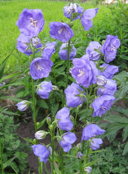 Колокольчик персиколистный «La Belle Blue» (Campanula persicifolia «La Belle Blue»)