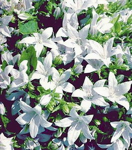 Колокольчик Пожарского E.H. Frost (Campanula рoscharskyana E.H. Frost)